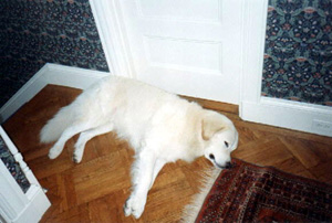 Cato
