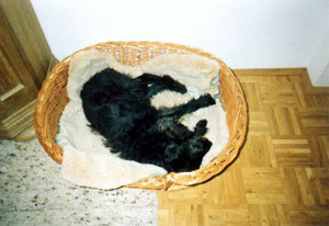 Schnuffi