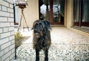 Schnuffi