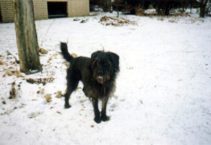Schnuffi