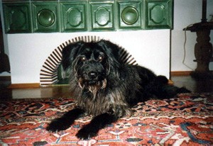 Schnuffi